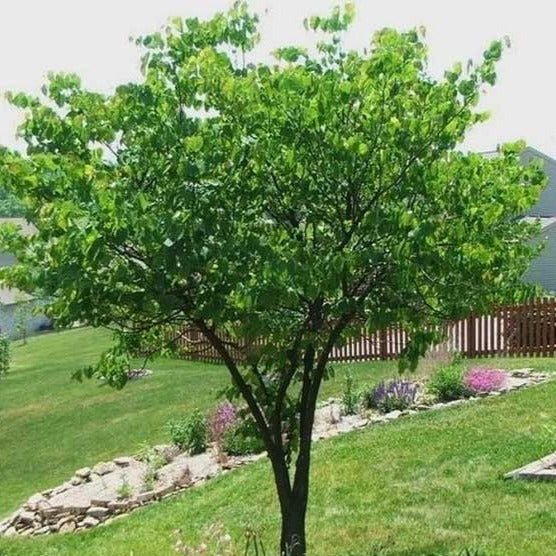 Eastern Redbud - Image 6