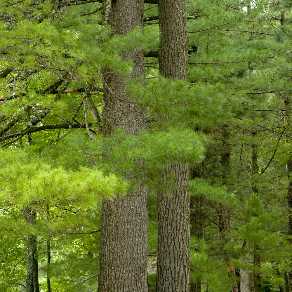 Eastern White Pine Tree