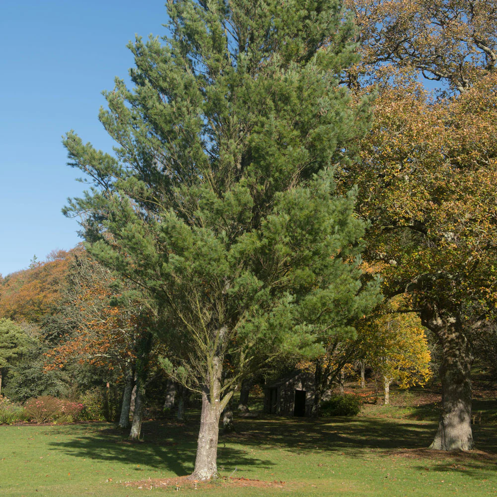 Eastern White Pine Tree - Image 2