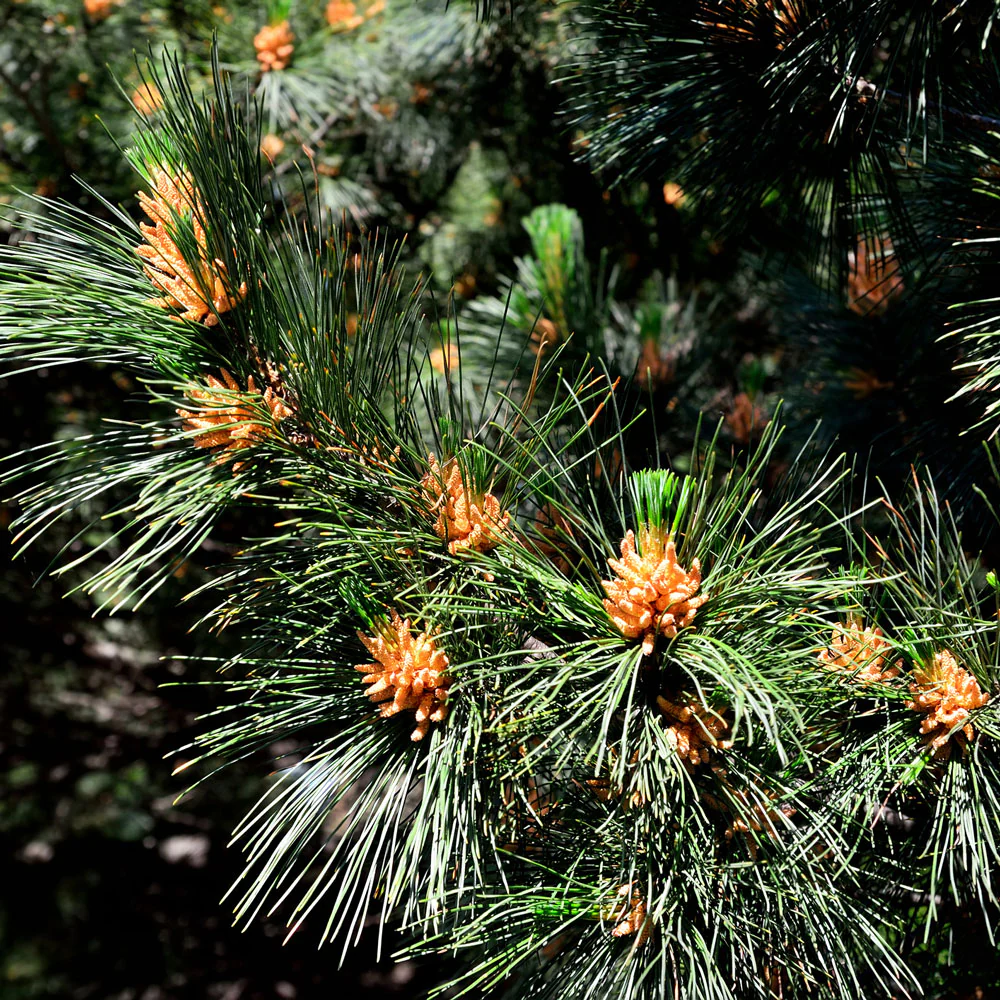 Eastern White Pine Tree - Image 3
