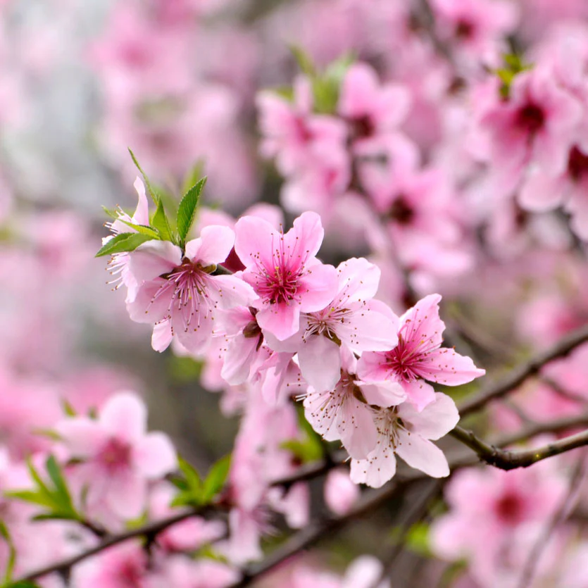 Elberta Peach Tree - Image 3