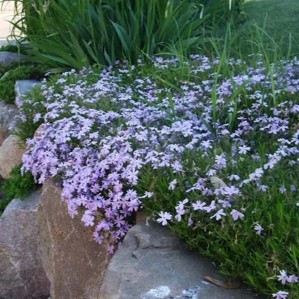 Emerald Blue Creeping Phlox - Image 3