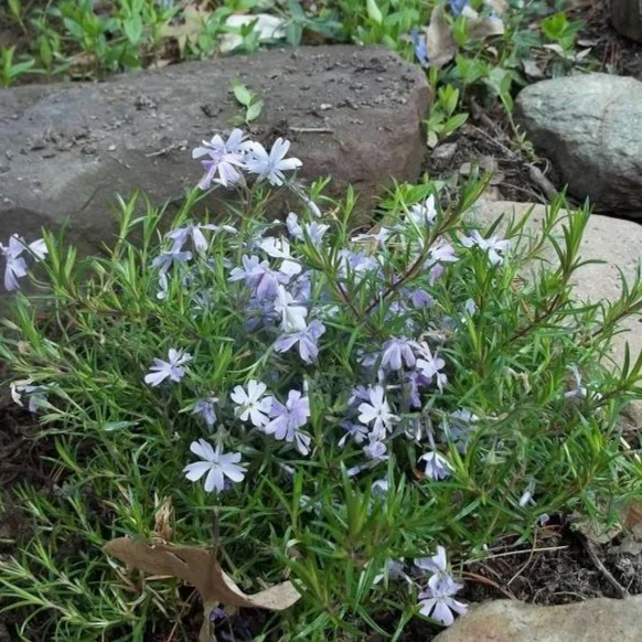 Emerald Blue Creeping Phlox - Image 4