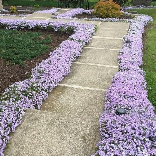 Emerald Blue Creeping Phlox - Image 5