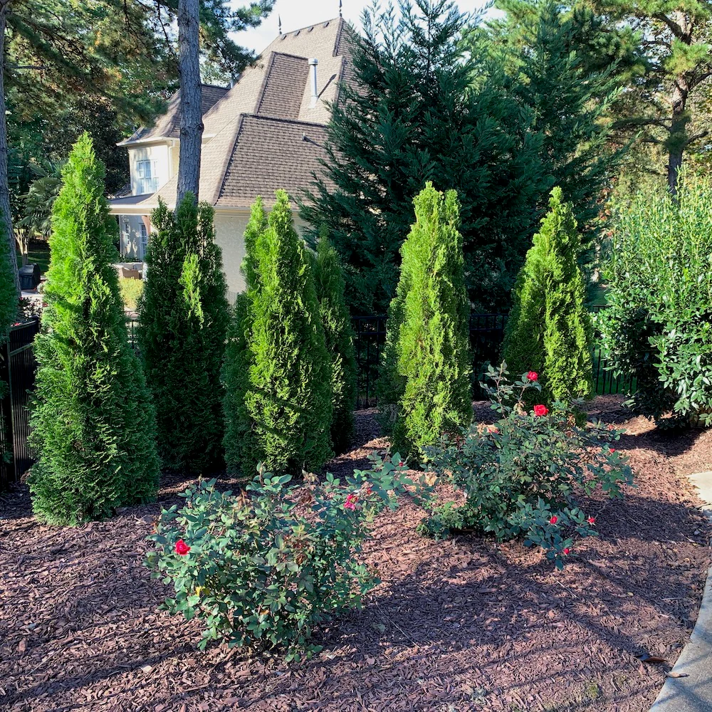 Emerald Green Arborvitae - Image 3