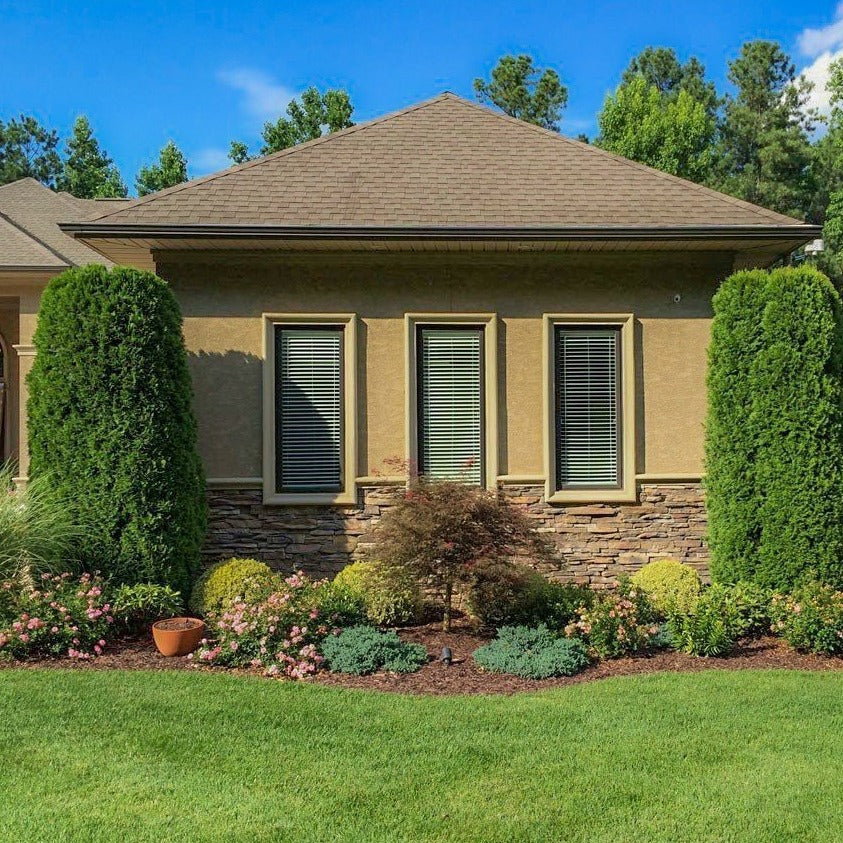 Emerald Green Arborvitae - Image 4