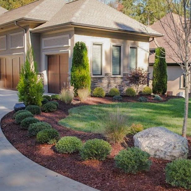 Emerald Green Arborvitae - Image 5