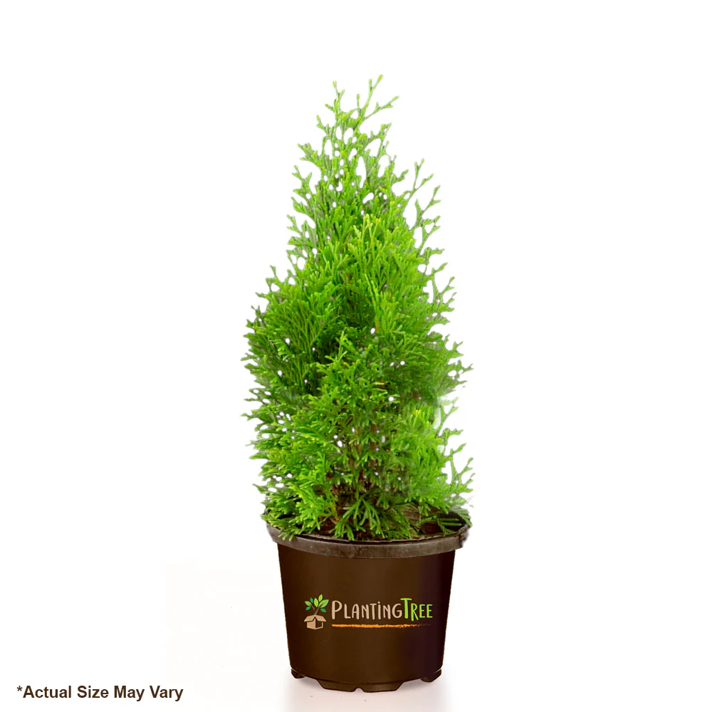 Emerald Green Arborvitae - Image 7