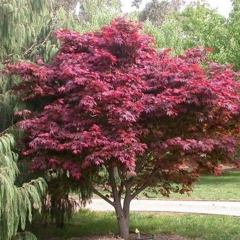 Emperor Japanese Maple - Image 3