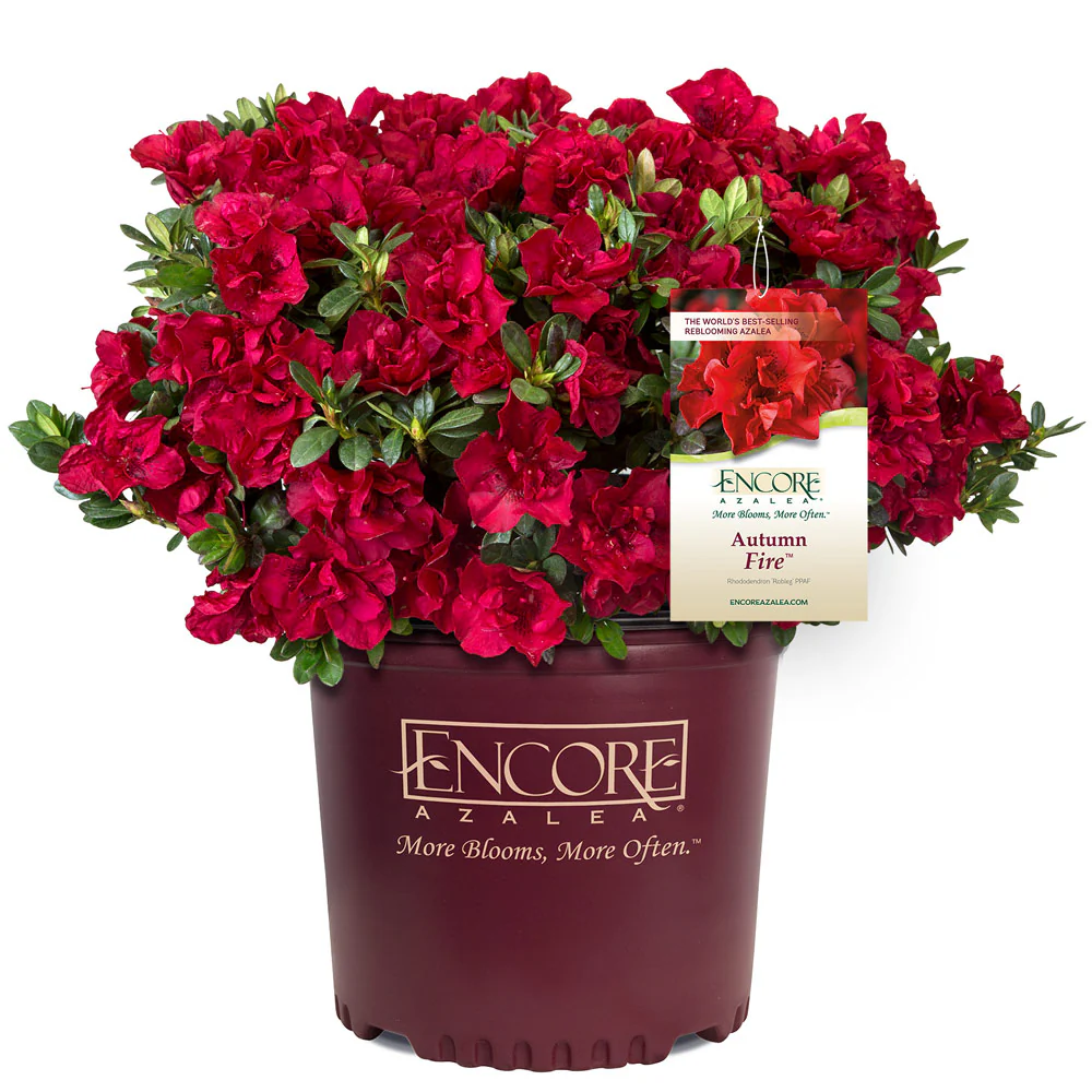 Autumn Fire® Encore® Azalea - Image 3