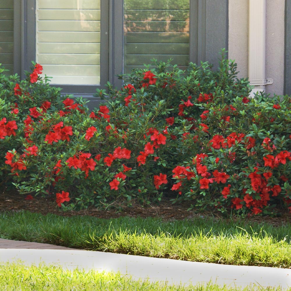 Autumn Fire® Encore® Azalea - Image 4