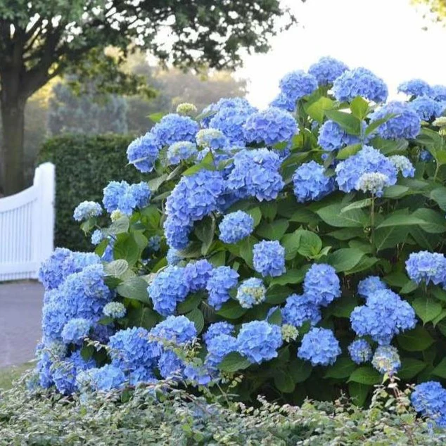 Endless Summer® Hydrangea