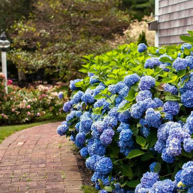 Endless Summer® Hydrangea - Image 2