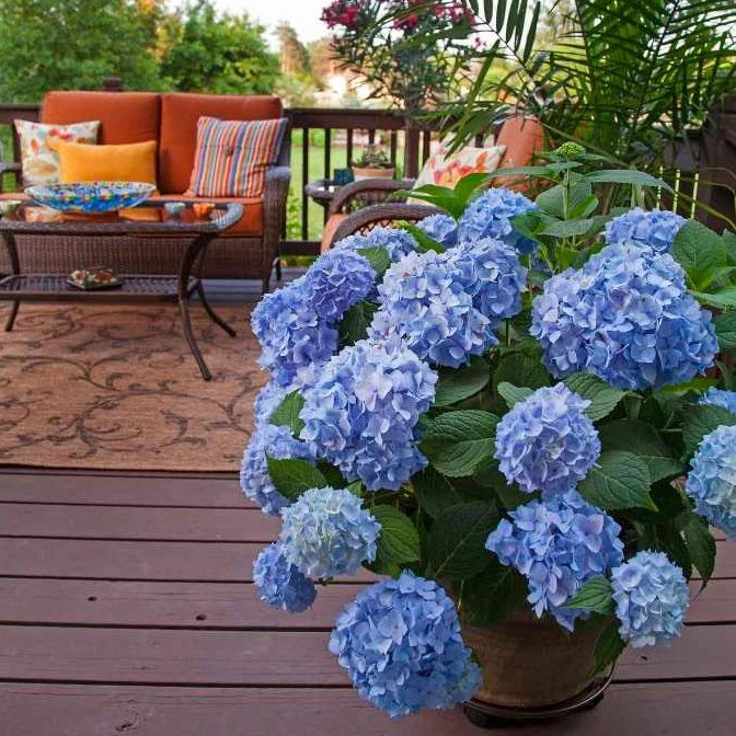 Endless Summer® Hydrangea - Image 3