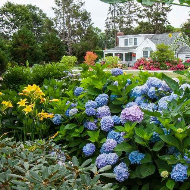 Endless Summer® Hydrangea - Image 4