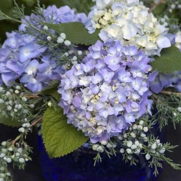 Endless Summer® Hydrangea - Image 5