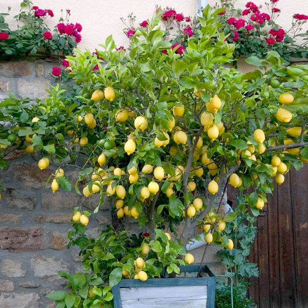 Eureka Lemon Bush