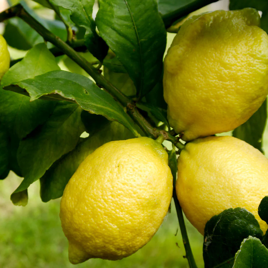 Eureka Lemon Bush - Image 2