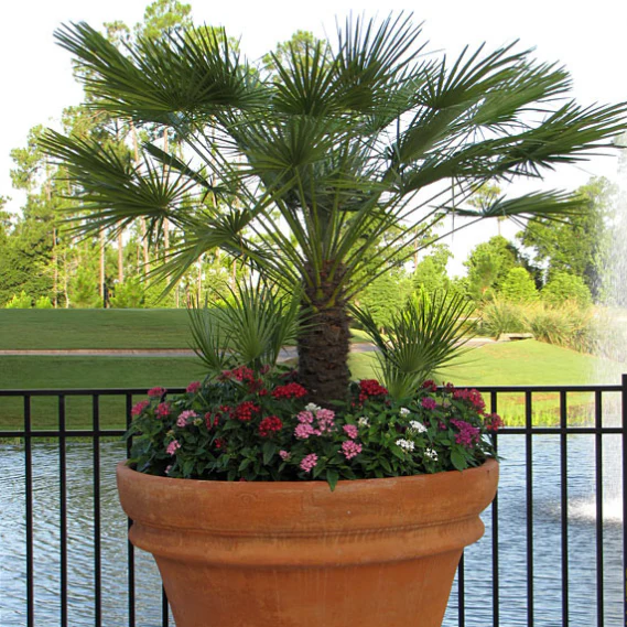 European Fan Palm - Image 3