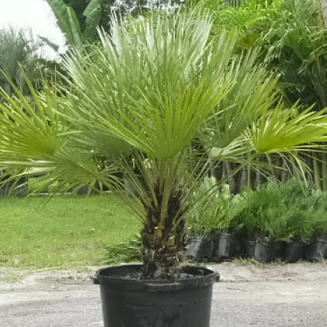 European Fan Palm - Image 4