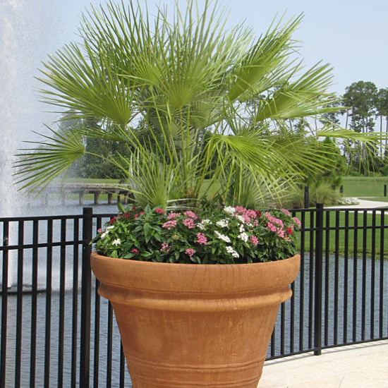 European Fan Palm - Image 5