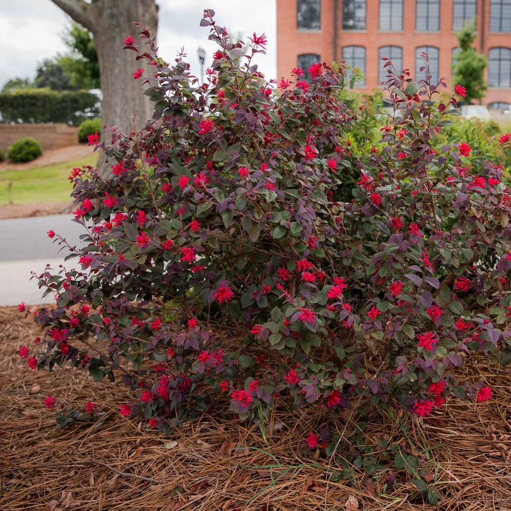 Ever Red® Loropetalum - Image 3