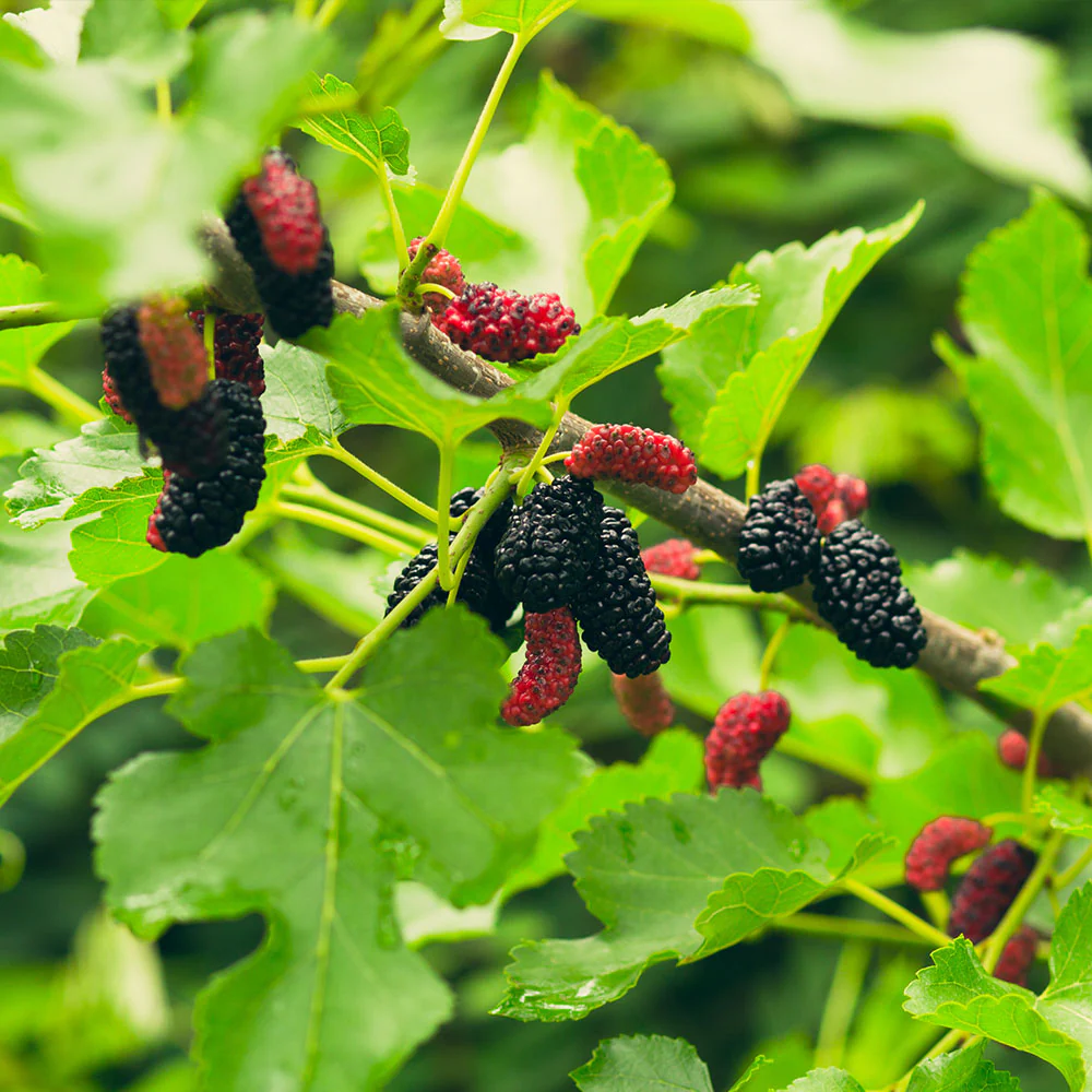 Everbearing Mulberry Tree - Image 2