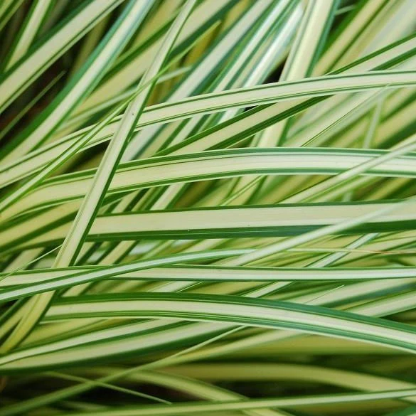 Evergold Sedge - Image 2