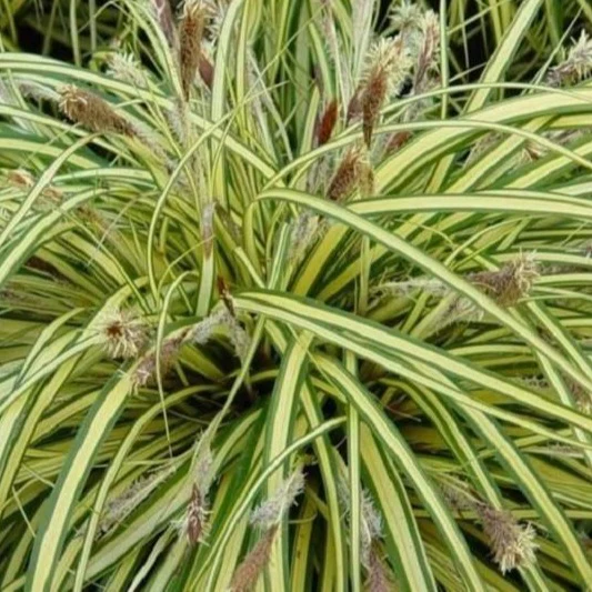 Evergold Sedge - Image 3