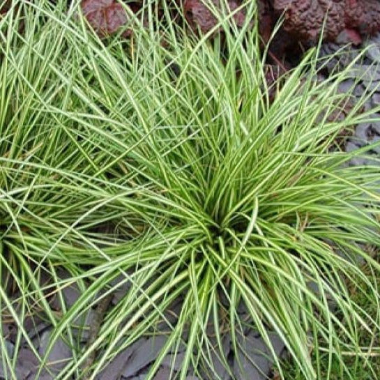 Evergold Sedge - Image 4