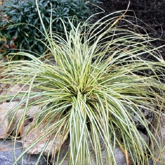 Evergold Sedge - Image 5