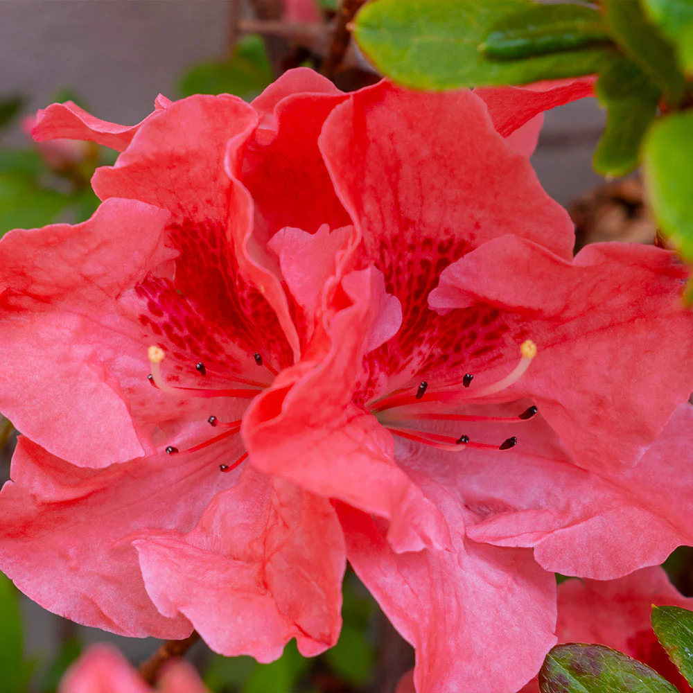 Fashion Azalea - Image 2
