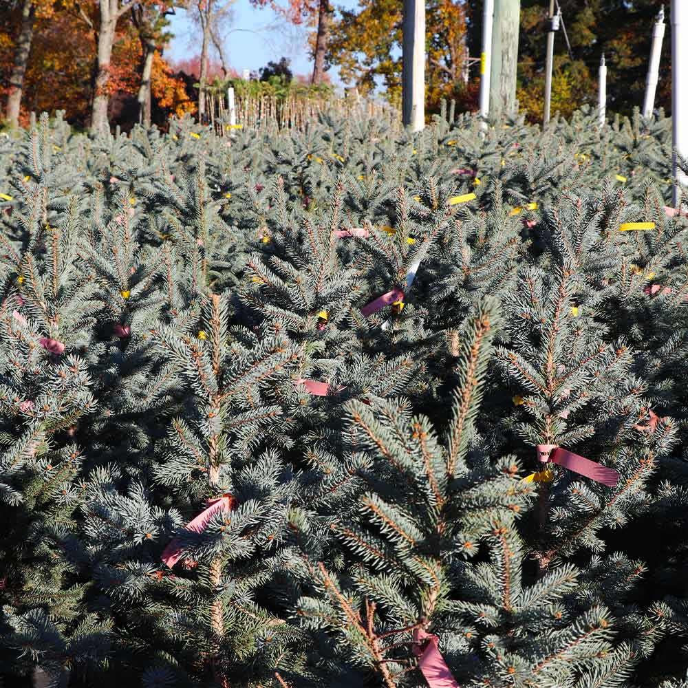 Fat Albert Colorado Blue Spruce - Image 2