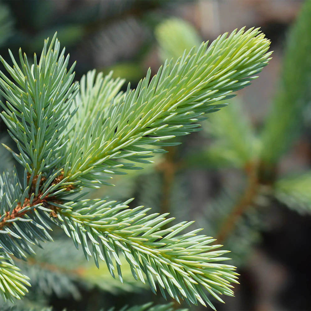 Fat Albert Colorado Blue Spruce - Image 3