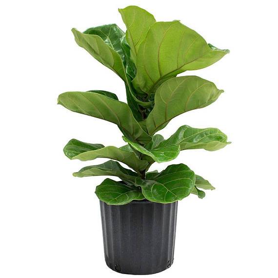 Fiddle Leaf Fig - Image 2