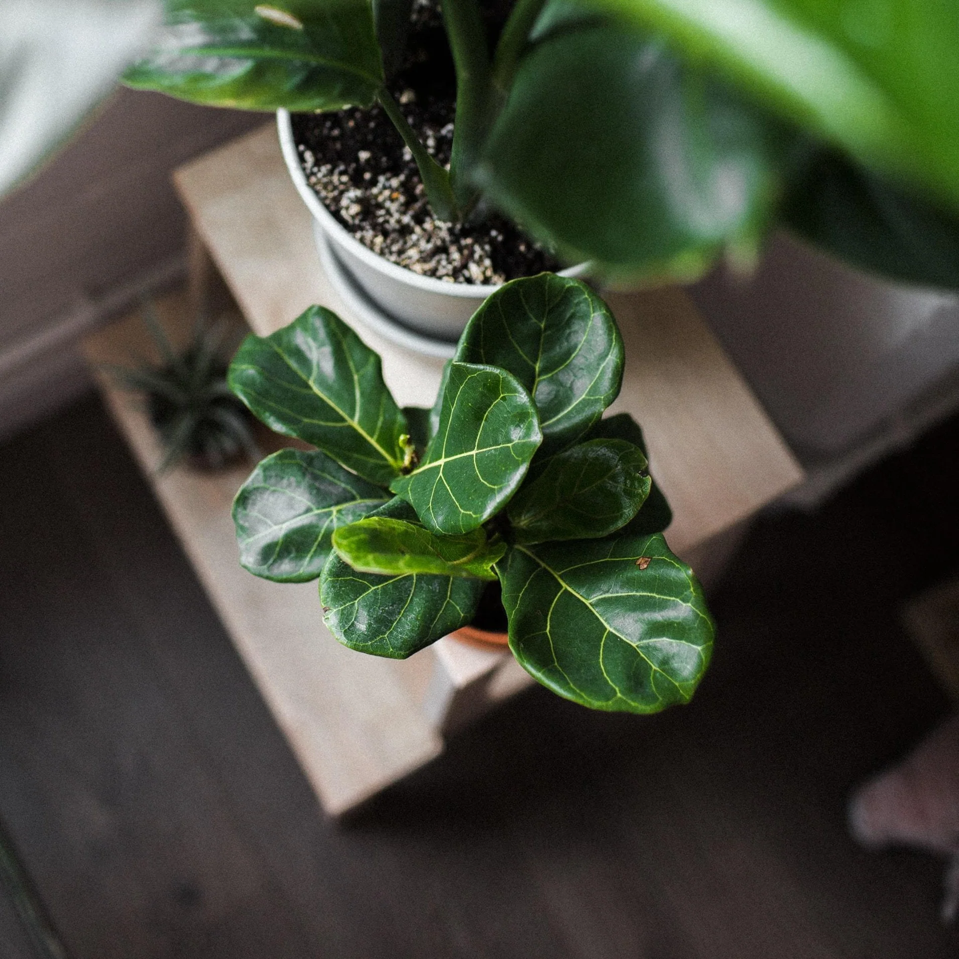 Fiddle Leaf Fig - Image 3