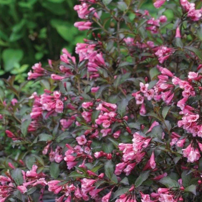 Fine Wine® Weigela - Image 3
