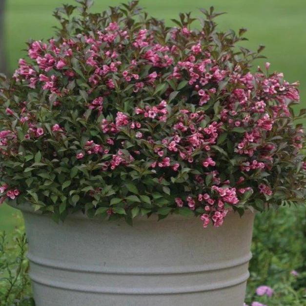 Fine Wine® Weigela - Image 4