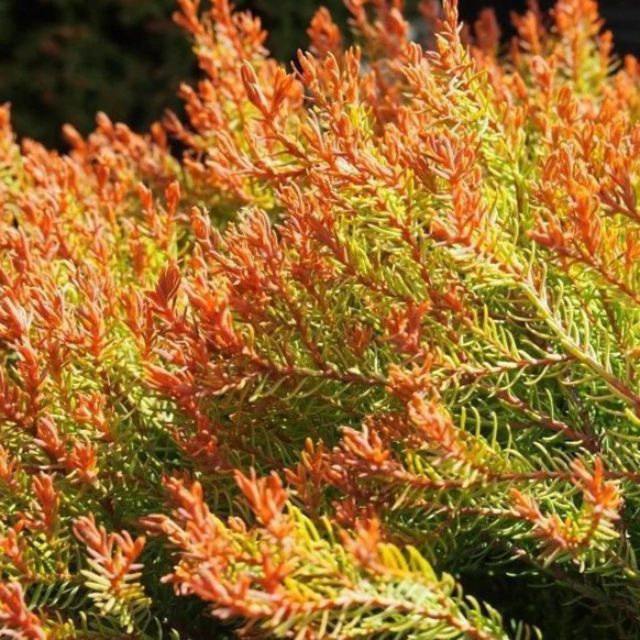 Fire Chief™  Arborvitae