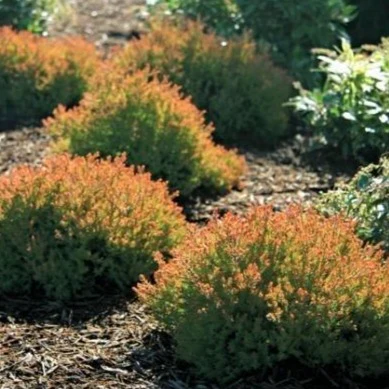 Fire Chief™  Arborvitae - Image 2