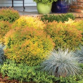 Fire Chief™  Arborvitae - Image 3