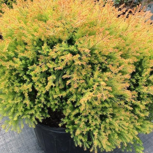 Fire Chief™  Arborvitae - Image 4