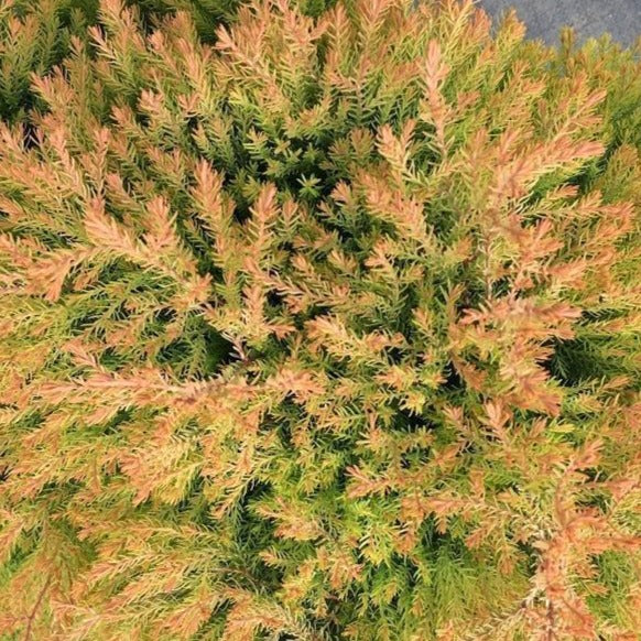 Fire Chief™  Arborvitae - Image 5
