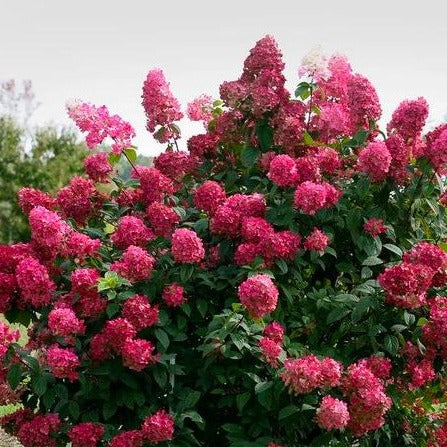 Fire Light® Hydrangea - Image 3