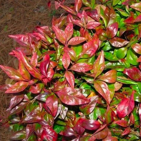 Firepower Nandina - Image 2
