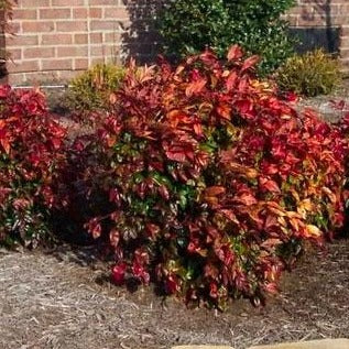 Firepower Nandina - Image 3