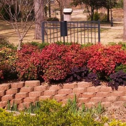 Firepower Nandina - Image 4