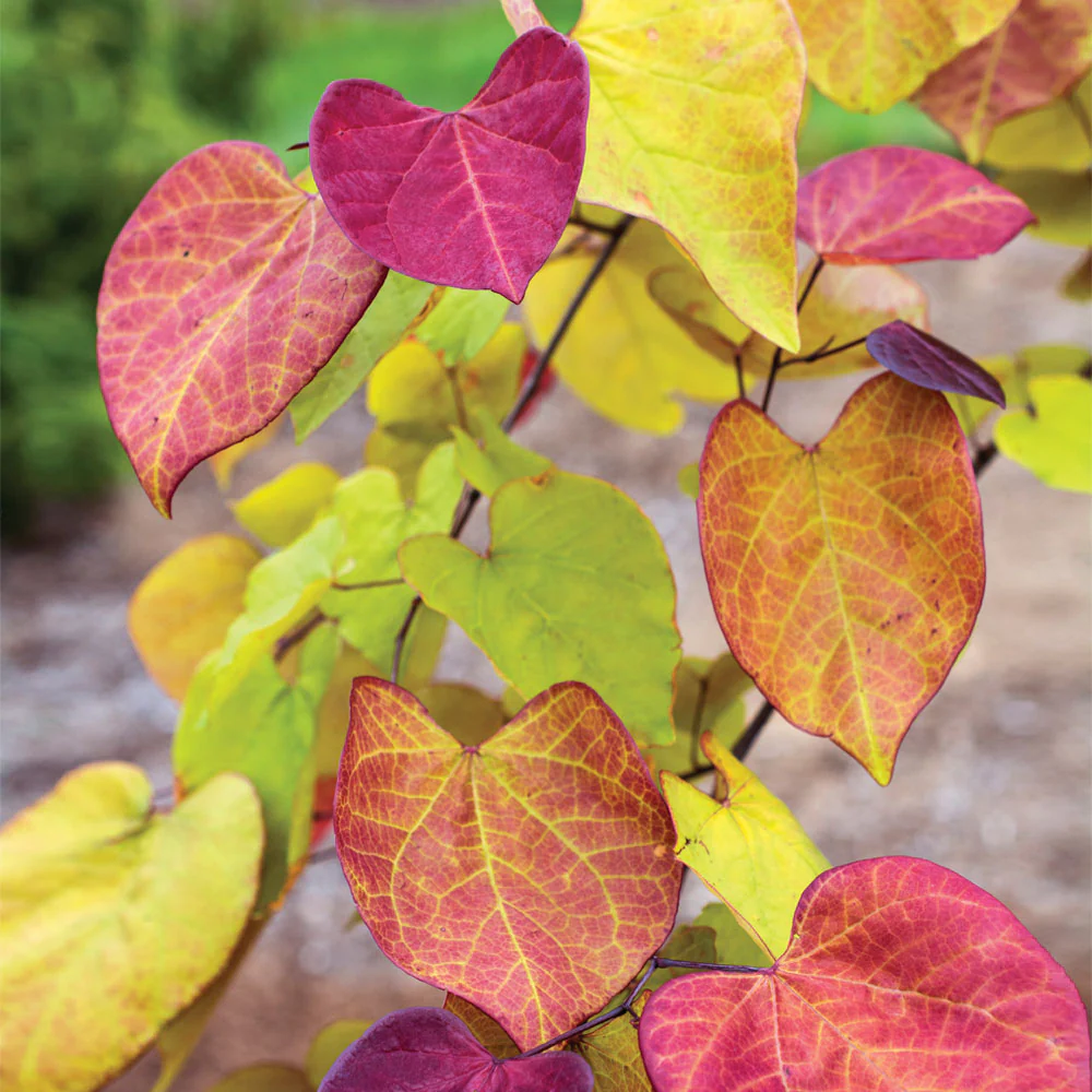 Flame Thrower® Redbud Tree - Image 2