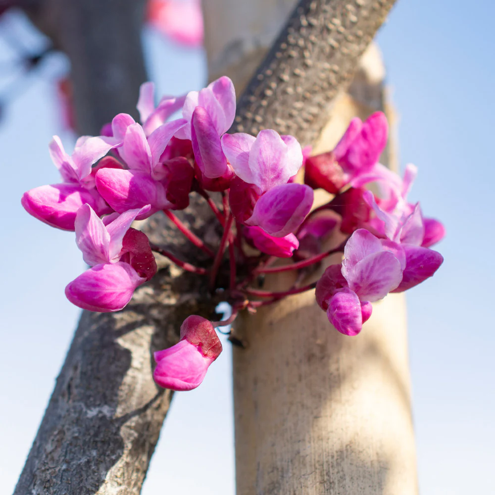 Flame Thrower® Redbud Tree - Image 3