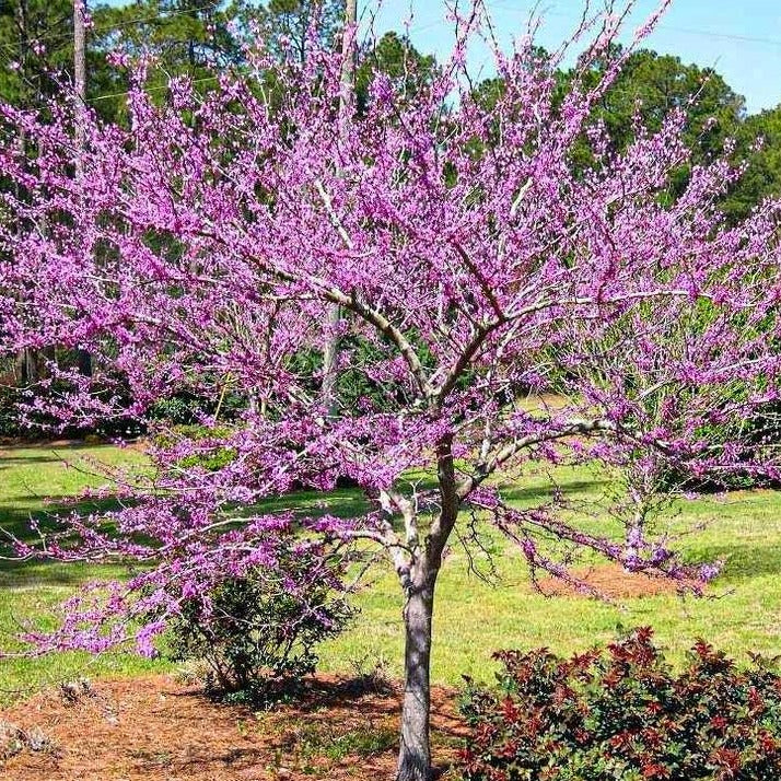 Forest Pansy Redbud - Image 3